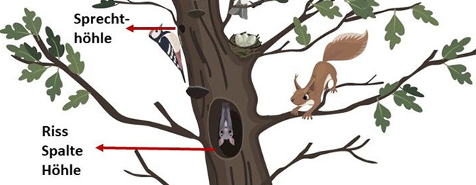 Bild Habitatbäume in der Gemeinde Bornhöved